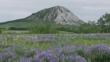 Kireç taşı Shikhan Toratau 'dan oluşan antik denizin resifinden geriye kalanlar. Hava görünümü.