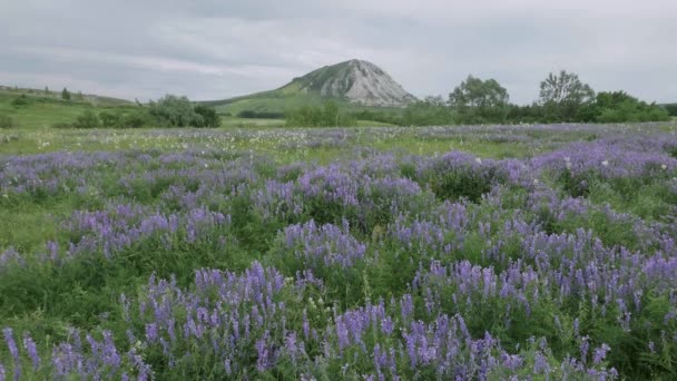 Die Überreste Des Riffs Des Antiken Meeres Das Aus Kalkstein — Stockvideo