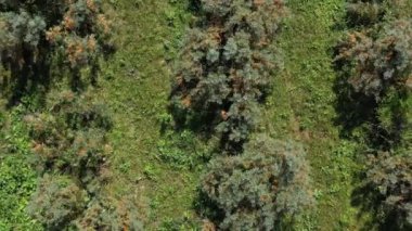 Altai Dağları. Sonbaharda deniz dikenli tarlalar. Hava görünümü.