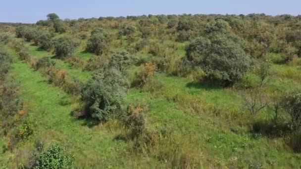 Altai Dağları Sonbaharda Deniz Dikenli Tarlalar Hava Görünümü — Stok video