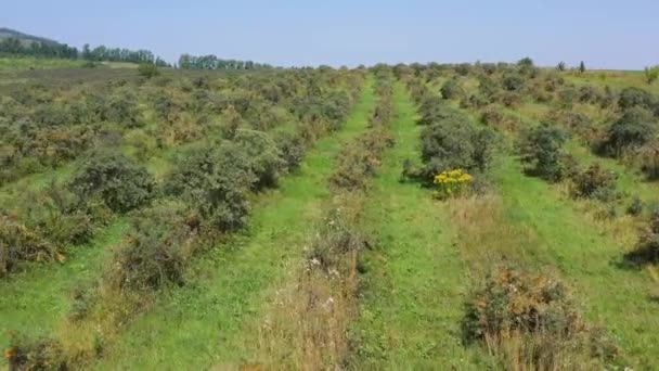 Montañas Altai Plantaciones Espino Cerval Mar Otoño Vista Aérea — Vídeos de Stock