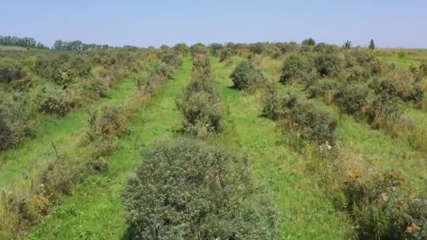 Montañas Altai Plantaciones Espino Cerval Mar Otoño Vista Aérea — Vídeos de Stock