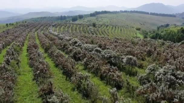 Altai Dağları Sonbaharda Deniz Dikenli Tarlalar Hava Görünümü — Stok video