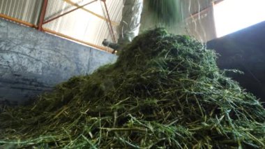 Tuzlu otun öğütülmesi (Salsola collina) ateş eder.