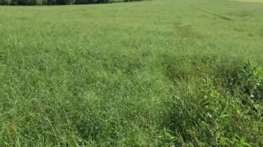 Altai Dağları. Salsola collina tarlası (Salsola collina). Hava görünümü.