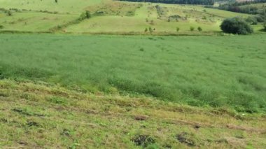 Altai Dağları. Traktörle tuz otu (Salsola collina) hasat etmek. Hava görünümü.