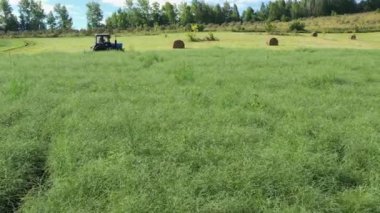 Altai Dağları. Traktörle tuz otu (Salsola collina) hasat etmek. Hava görünümü.