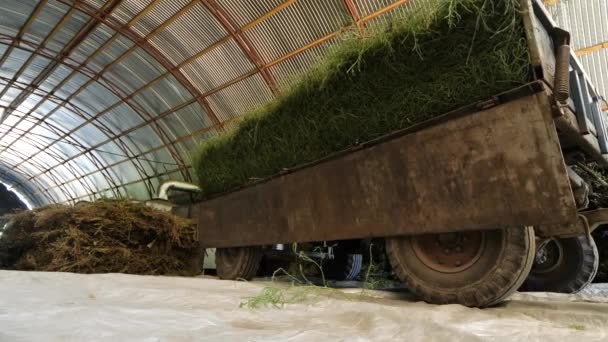 Άλεση Των Βλαστών Του Saltwort Salsola Collina — Αρχείο Βίντεο