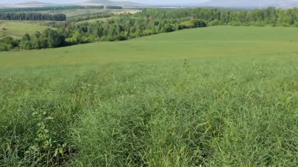 Altai Bergen Saltörtsfält Salsola Collina Flygbild — Stockvideo