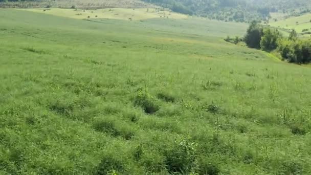 Altai Bergen Saltörtsfält Salsola Collina Flygbild — Stockvideo