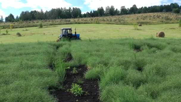 Montañas Altai Cosechando Salitre Salsola Collina Con Tractor Vista Aérea — Vídeos de Stock