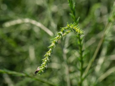 Altai Dağları. Tuzlu otlar (Salsola collina).
