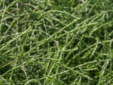 Altai Dağları. Tuzlu otlar (Salsola collina).