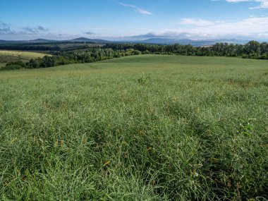Altai Dağları. Tuzlu otlar (Salsola collina).