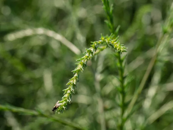 阿尔泰山 盐水麦芽 Salsola Collina — 图库照片