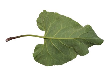 Beyaz arkaplan üzerinde dulavrat yaprağı (Arctium tomentosum).