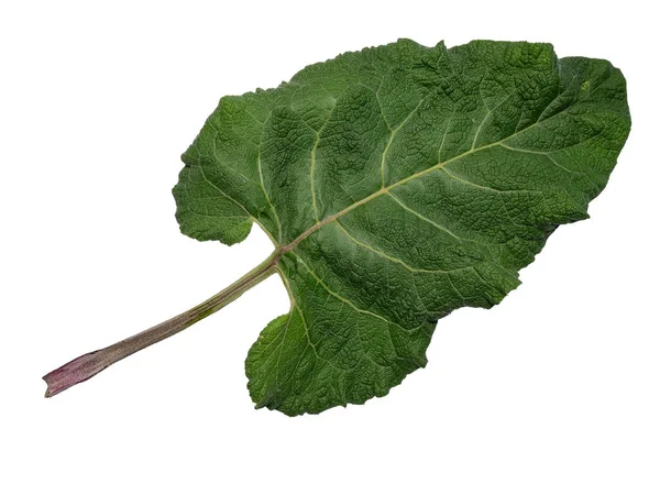 Hoja Bardana Arctium Tomentosum Sobre Fondo Blanco — Foto de Stock