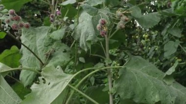 Yünlü dulavratotu çiçeklerle filizlenir (Arctium tomentosum).