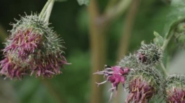Yünlü dulavratotu çiçeklerle filizlenir (Arctium tomentosum).