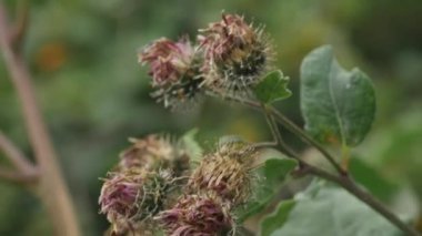 Yünlü dulavratotu çiçeklerle filizlenir (Arctium tomentosum).