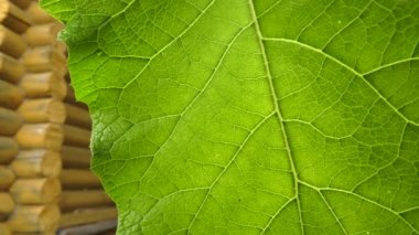 Yünlü dulavrat yaprağı (Arctium tomentosum). Makro görünüm.