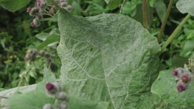 Yünlü dulavrat filizleri (Arctium tomentosum)).