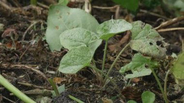 Yünlü dulavrat filizleri (Arctium tomentosum)).