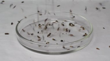 Yünlü dulavratotu tohumları (Arctium tomentosum)).