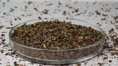 Yünlü dulavratotu tohumları (Arctium tomentosum)).