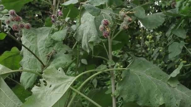Bardana Brota Com Flores Arctium Tomentosum — Vídeo de Stock