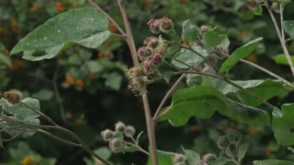 Brotes Bardana Lanuda Con Flores Arctium Tomentosum — Vídeos de Stock