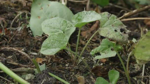 Pędy Łopianu Wełnianego Arctium Tomentosum — Wideo stockowe