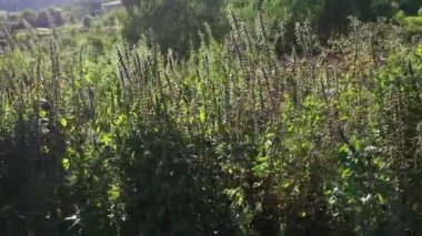 Yünlü dulavrat (Arctium tomentosum) yoğun çalılıkları. Hava görünümü.