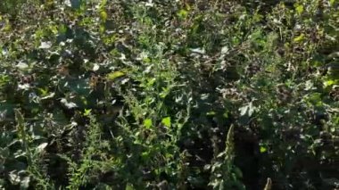Yünlü dulavrat (Arctium tomentosum) yoğun çalılıkları. Hava görünümü.