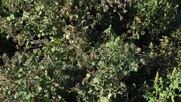 Espesuras Densas Bardana Lanuda Arctium Tomentosum Vista Aérea — Vídeos de Stock