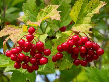 Guelder-rose (Viburnum opulus): olgun böğürtlen.
