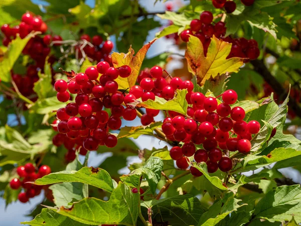 Guelder-rose (Viburnum opulus): olgun böğürtlen.
