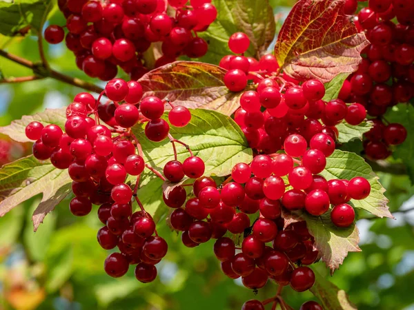 Guelder-rose (Viburnum opulus): olgun böğürtlen.