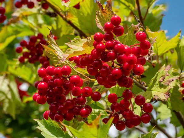 Guelder-rose (Viburnum opulus): olgun böğürtlen.