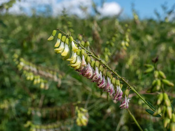 Moğol Süt Vadisi Sahası (Astragalus membranaceus).