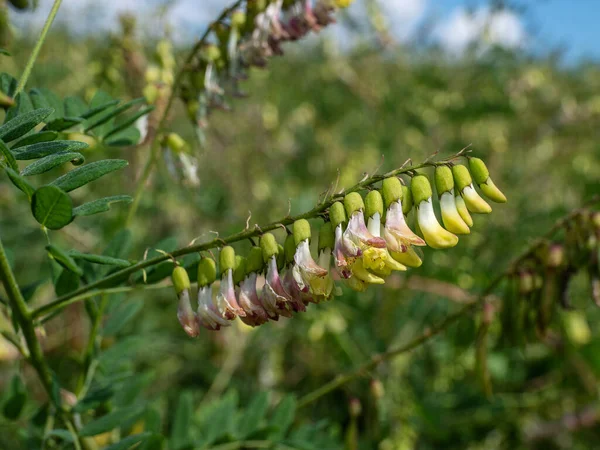 Moğol Süt Vadisi Sahası (Astragalus membranaceus).