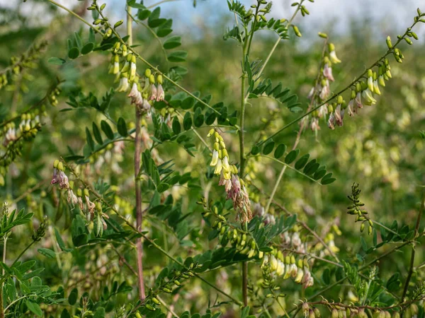 Moğol Süt Vadisi Sahası (Astragalus membranaceus).