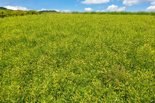 Field Mongolian Milkvetch Astragalus Membranaceus Aerial View — Stock Photo, Image