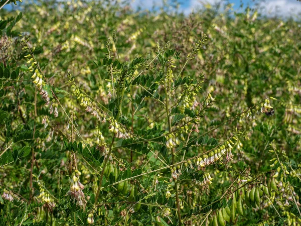 Field Mongolian Milkvetch Astragalus Membranaceus — Stock Photo, Image