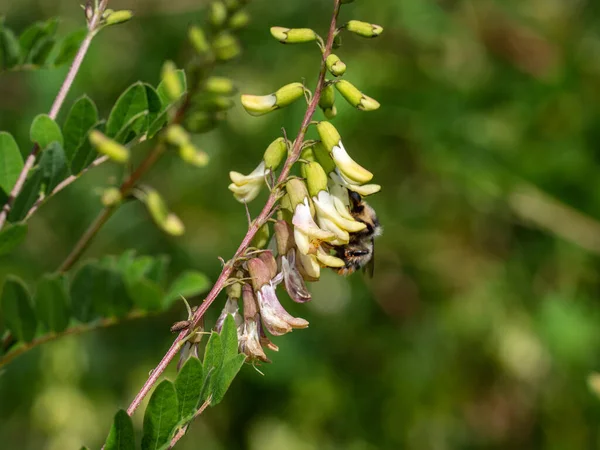 Moğol Süt Vadisi Sahası (Astragalus membranaceus).