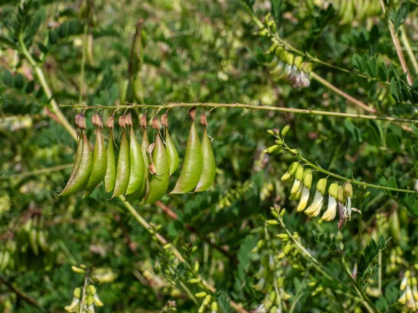 Moğol Süt Vadisi Sahası (Astragalus membranaceus).