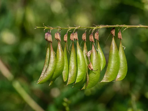 Pole Mongolského Milkváče Astragalus Membranaceus Stock Obrázky