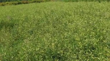 Moğol sütçü tarlası (Astragalus membranaceus). Hava görünümü.