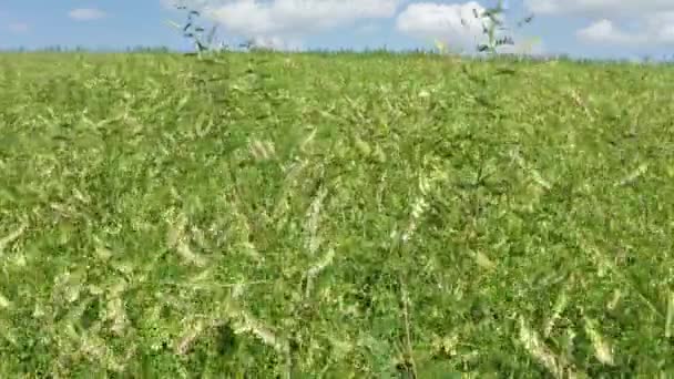 Field Mongolian Milkvetch Astragalus Membranaceus Vista Aérea — Vídeo de stock