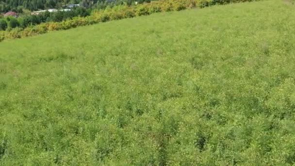 Campo Lattice Mongolo Astragalus Membranaceus Vista Aerea — Video Stock